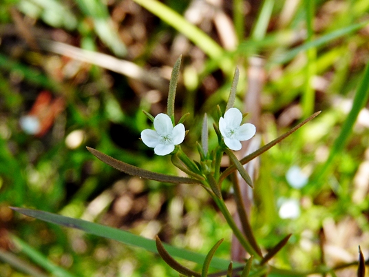 {Polypremum procumbens}